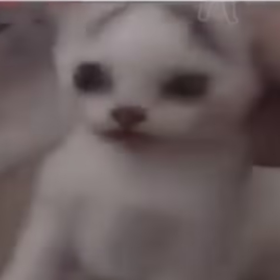 MeowJNN